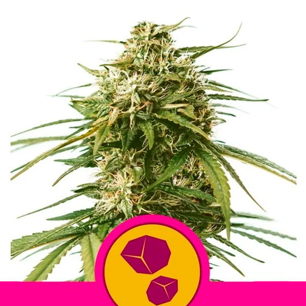 Semilla feminizada Gusher 1U de Royal Queen para cultivo de cannabis