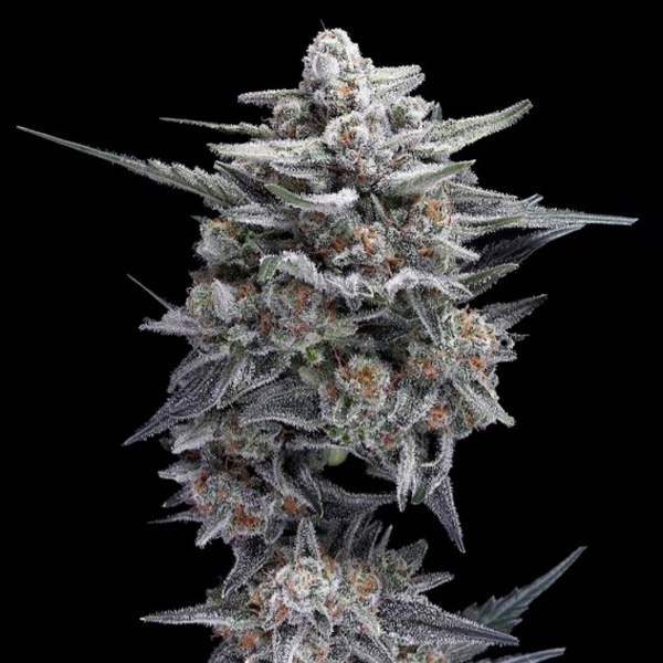 Semillas feminizadas Michael Jordan de DNA Genetics para cultivo