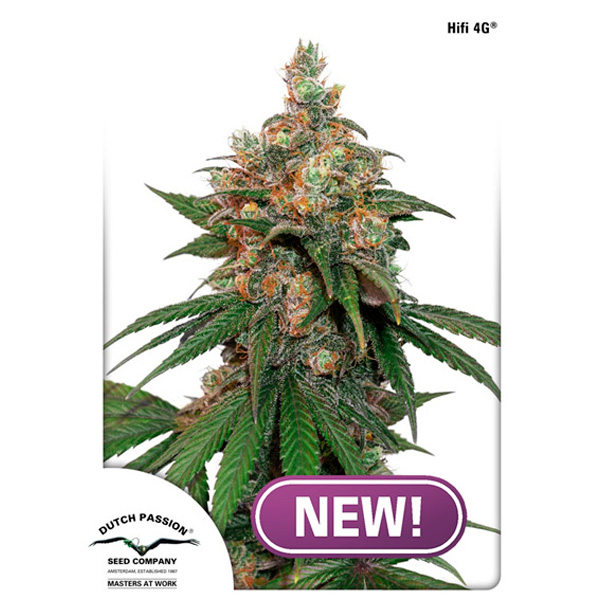 semillas feminizadas HIFI 4G 3 unidades Dutch Passion