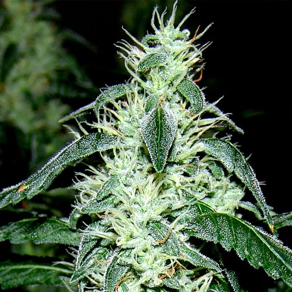 semillas feminizadas Hash Heaven 5 de Soma Seeds para cultivo de cannabis