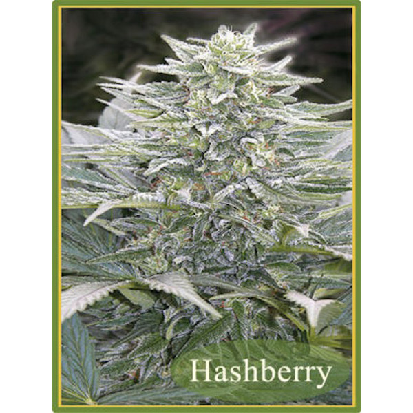 Semillas regulares HashBerry de Mandala Seeds para cultivo