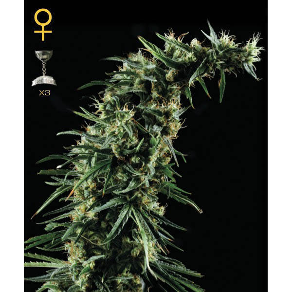 Semillas feminizadas Hawaiian Snow 5 unidades Green House para cultivo