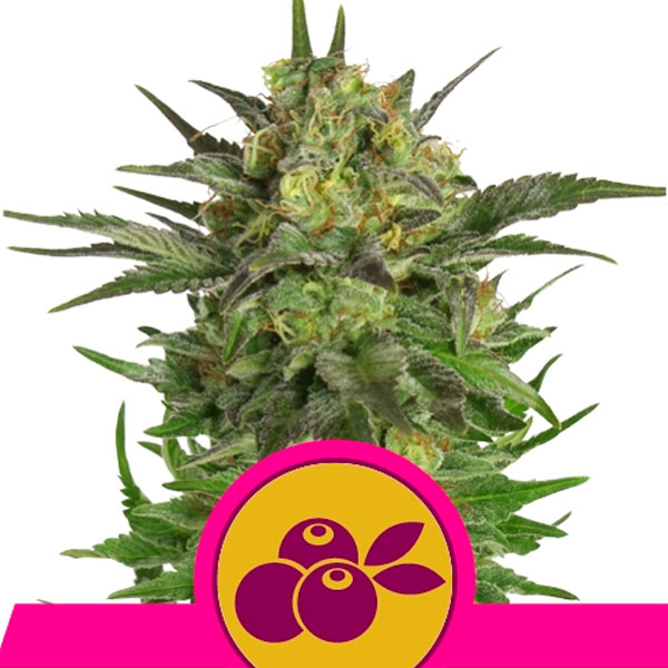 Semillas feminizadas Haze Berry de Royal Queen para cultivo de cannabis
