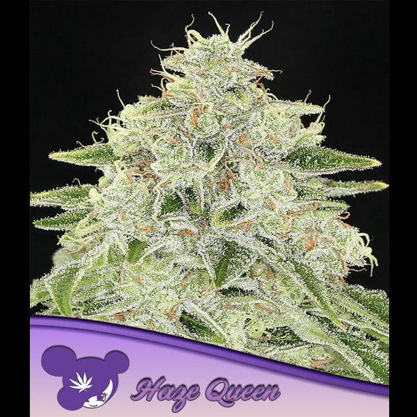 Planta de cannabis Haze Queen 3 unidades feminizadas para cultivo