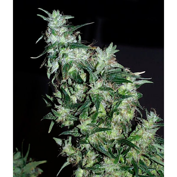 semillas regulares Haze Special de K.C. Brains para cultivo