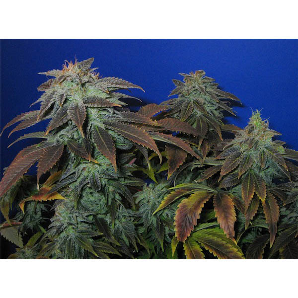 semillas regulares Heavy Duty Fruity de TH Seeds para cultivo