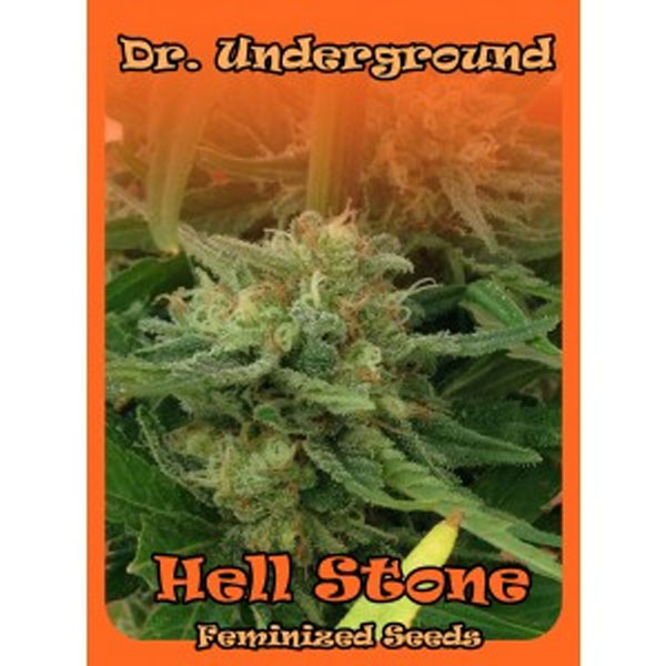 Planta Hell Stone 2.0 feminizada de Dr. Underground para cultivo de cannabis