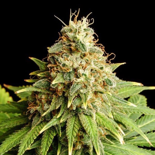 Semilla feminizada Hellfire OG de Kannabia Seeds para cultivo