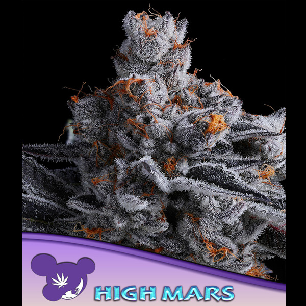 semilla feminizada High Mars 3 Anesia para cultivo de cannabis