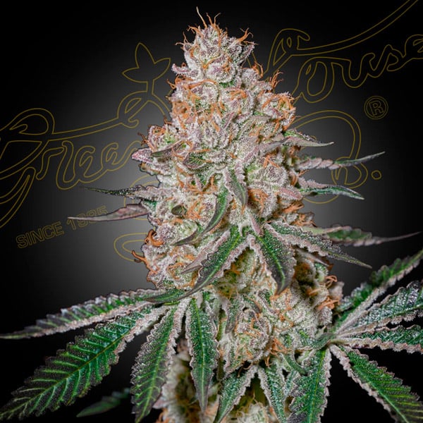 Semilla feminizada HighCloudZ de Green House para cultivo