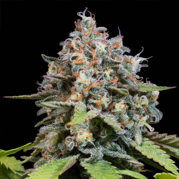 Planta de cannabis feminizada Highway 66-3U de Paradise Seeds en cultivo interior