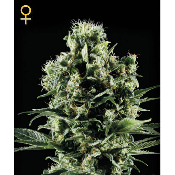 Semillas feminizadas Himalaya Gold de Green House para cultivo