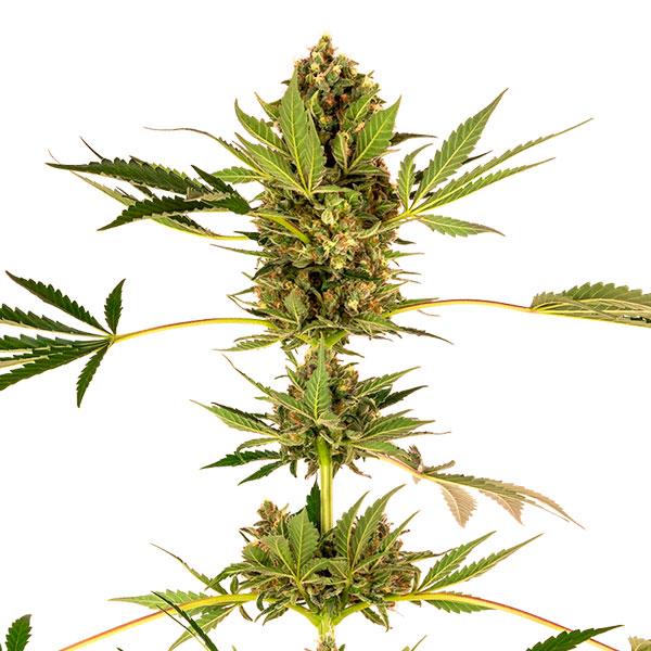 Tres semillas feminizadas Himalayan CBD de Sensi Seeds para cultivo