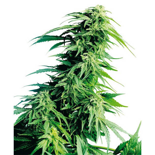 semilla regular Hindu Kush de Sensi Seeds para cultivo