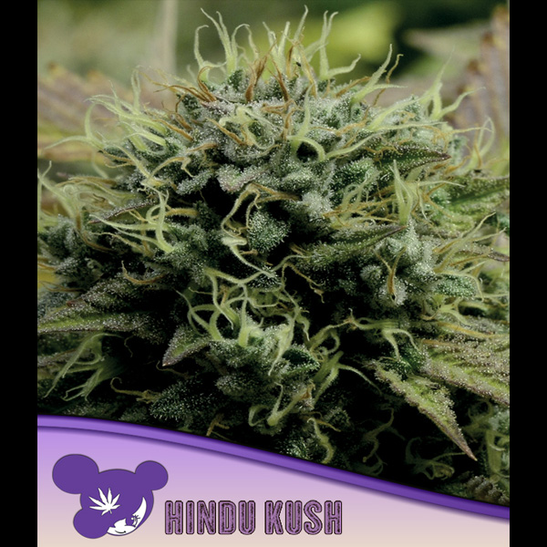 Planta de cannabis Hindu Kush 3 unidades feminizadas para cultivo