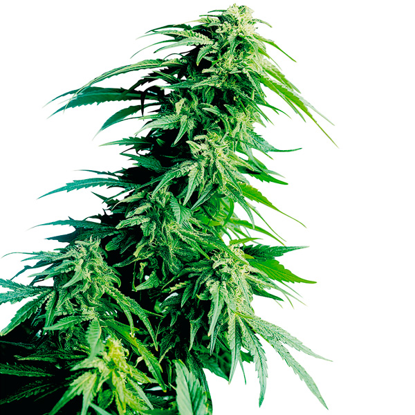 Planta de cannabis Hindu Kush 3 unidades feminizadas Sensi Seeds para cultivo