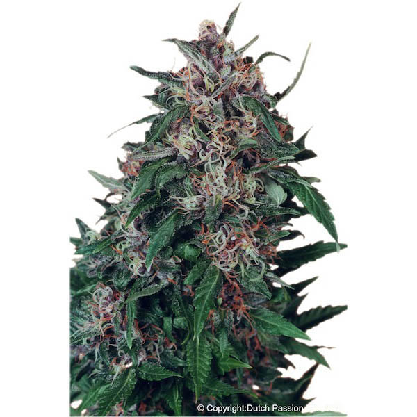 Semillas feminizadas Hollands Hope de Dutch Passion para cultivo de cannabis