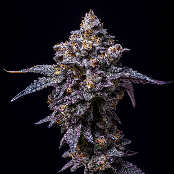 semillas feminizadas Hollywood 3 de Cookies Seed Bank para cultivo
