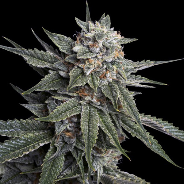 semillas feminizadas Holy Grail Kush de DNA Genetics para cultivo de cannabis