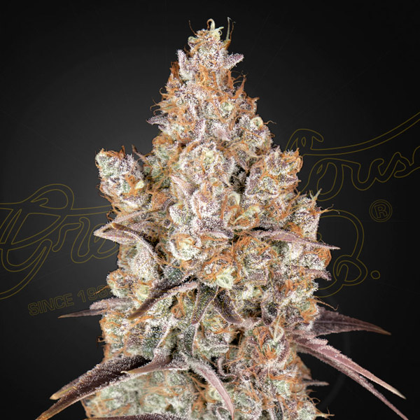 Flor femenina Holy Snow 1 de Green House para cultivo
