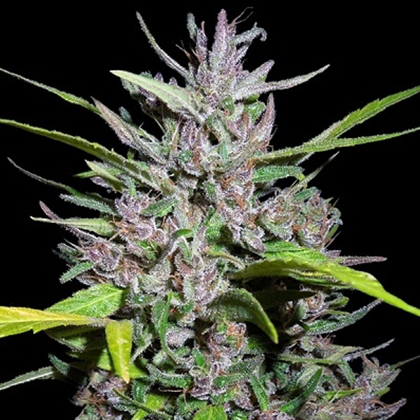 semilla feminizada Honduras x Panama Ace Seeds para cultivo