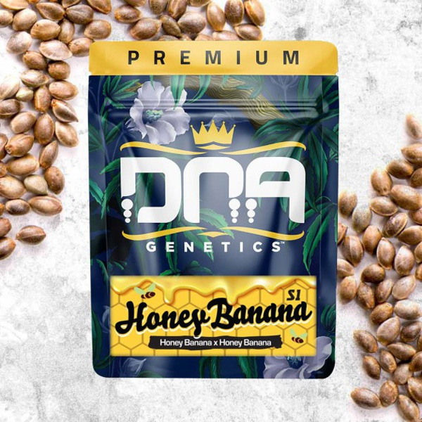caja con 5 semillas feminizadas Honey Banana de DNA Genetics para cultivo