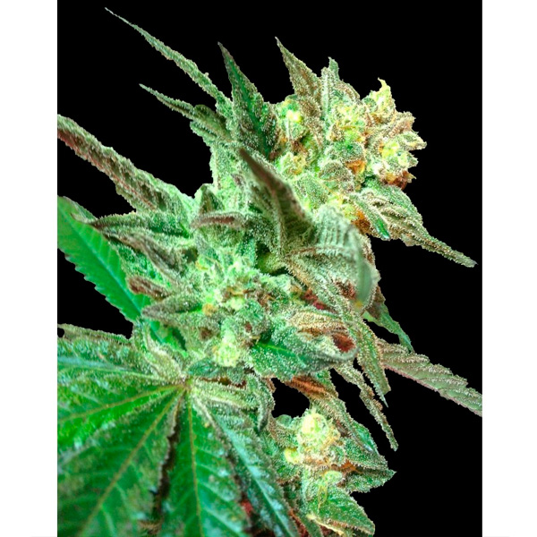 Semillas regulares Honey Booboo de DNA Genetics para cultivo