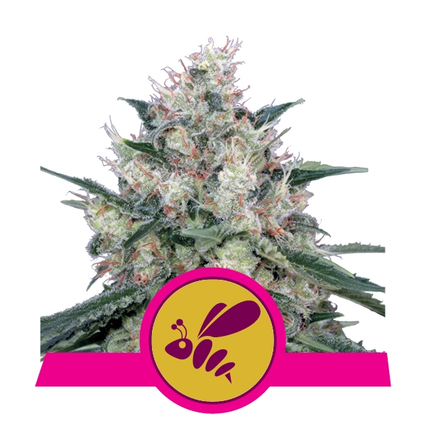 semilla feminizada Honey Cream Fast de Royal Queen para cultivo de cannabis
