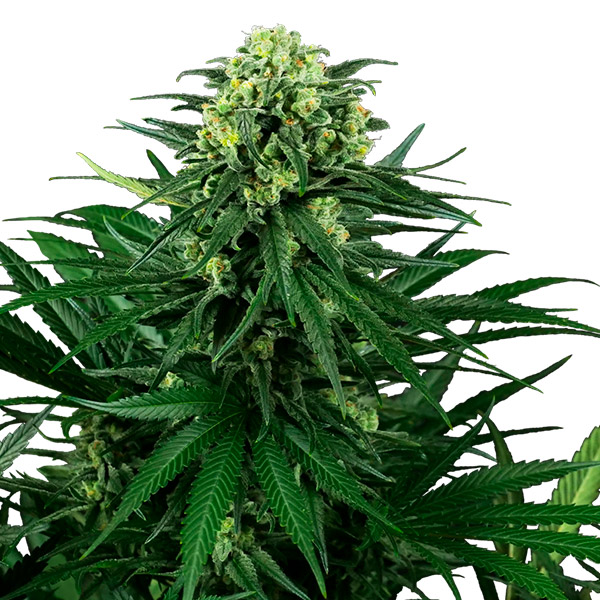 Flor de cannabis feminizada Honey Melon Kush de Sensi Seeds Research