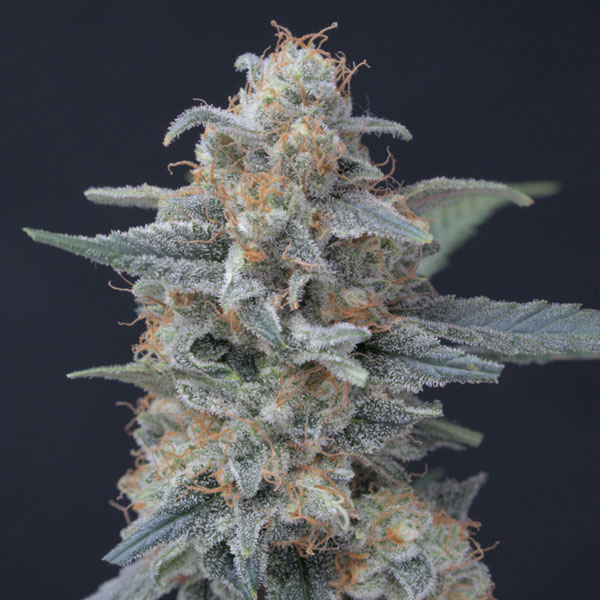 Semillas feminizadas Honeyed Cream Dream de Pure Instinto para cultivo