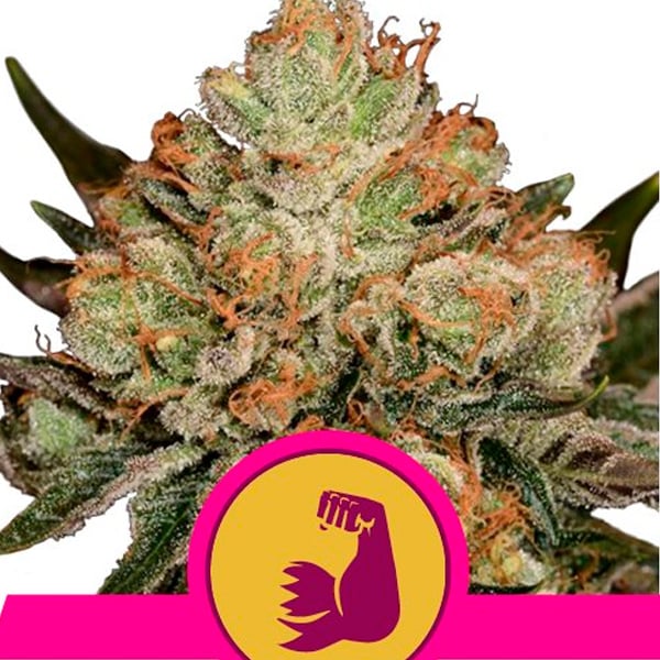 Planta de cannabis HulkBerry variedad feminizada Royal Queen