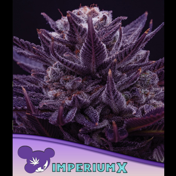Tres semillas feminizadas Imperium X de Anesia para cultivo