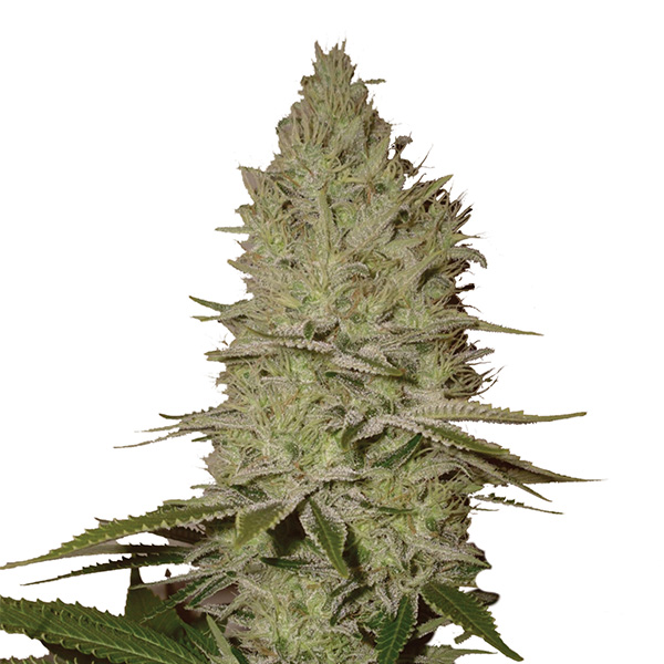 Planta Ice 10 U Fem de Nirvana, semilla feminizada para cultivo