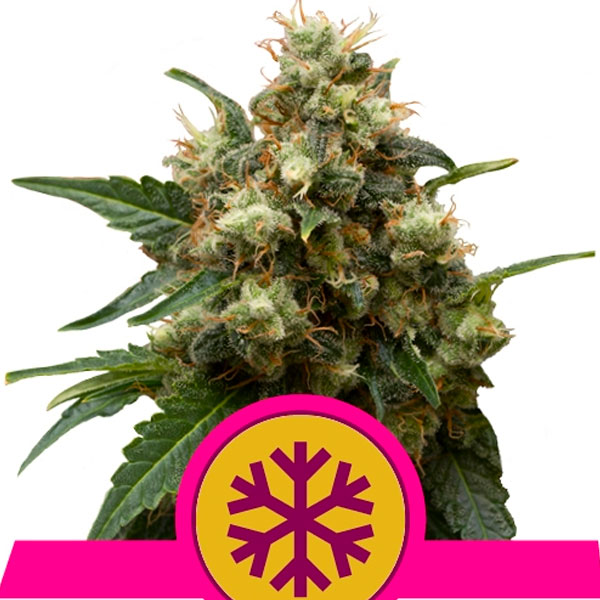Semillas feminizadas Ice 5U de Royal Queen para cultivo de cannabis