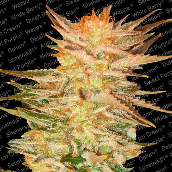 Ice-Cream-5-u-fem-Paradise-Seeds