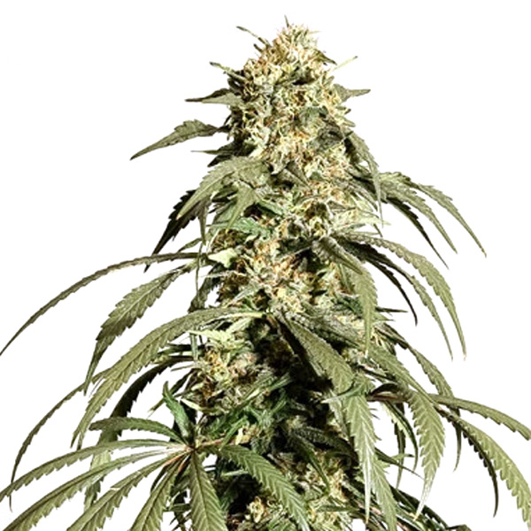 semillas feminizadas Ice Cream Haze de Dutch Passion para cultivo