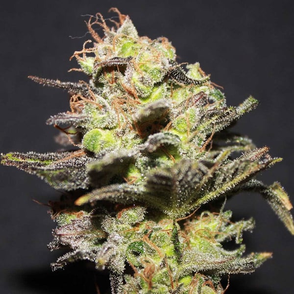 Semilla feminizada Icer 1U de Kiem Seeds para cultivo de cannabis