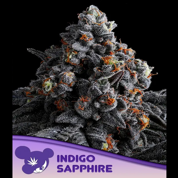 Semillas feminizadas Indigo Sapphire para cultivo de cannabis