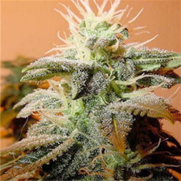 Semillas feminizadas Indoor Mix de Female Seeds para cultivo interior