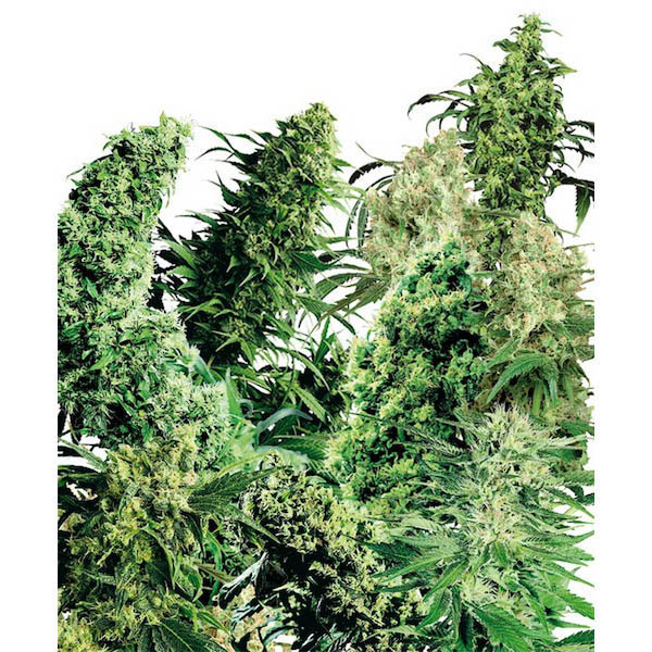 semillas regulares Indoor Mix de Sensi Seeds Bank para cultivo interior