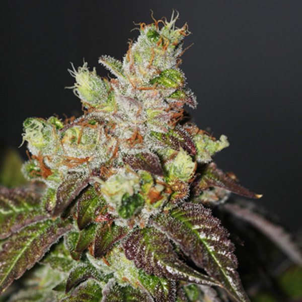 semillas feminizadas Island Punch de The Cali Connection para cultivo