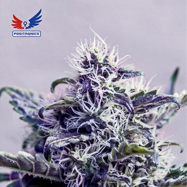 semilla feminizada Jack Diesel CBD Positronics Seeds para cultivo de cannabis