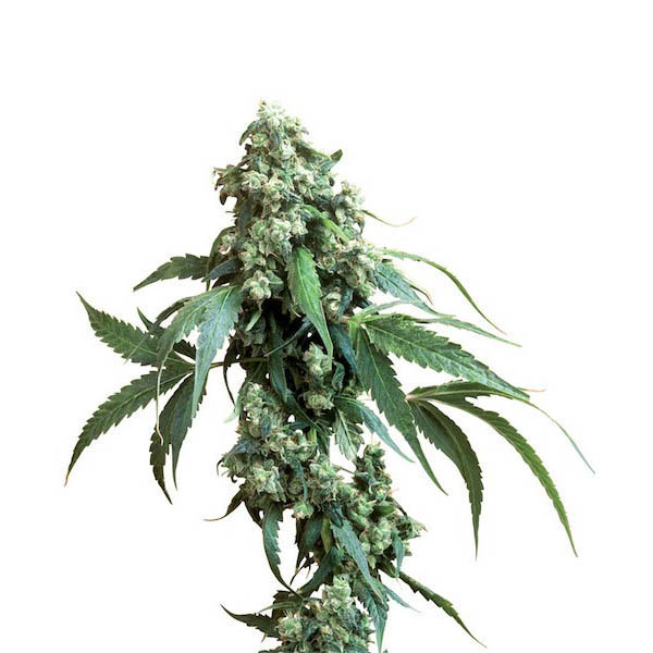 semilla Jack Flash regular de Sensi Seeds Bank