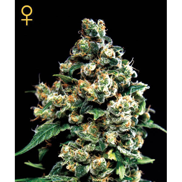 pack de 10 semillas feminizadas Jack Herer para cultivo