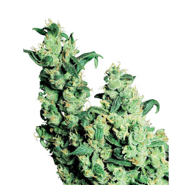 semillas regulares Jack Herer de Sensi Seeds Bank para cultivo