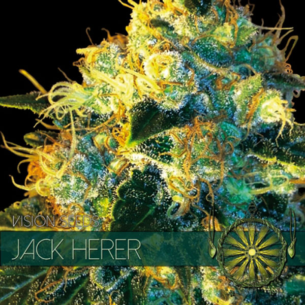 semillas feminizadas Jack Herer de Vision Seeds para cultivo