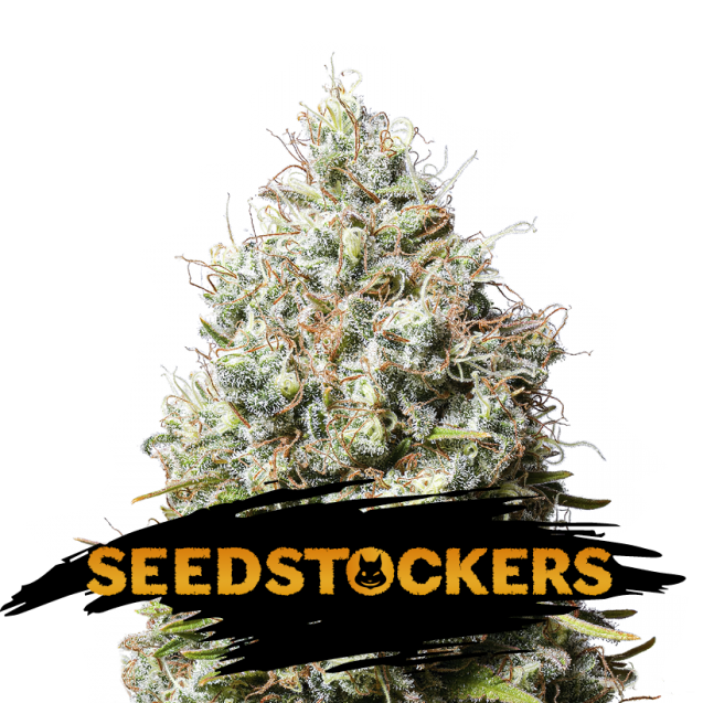 Semilla feminizada Jack Herer de Seedstockers para cultivo