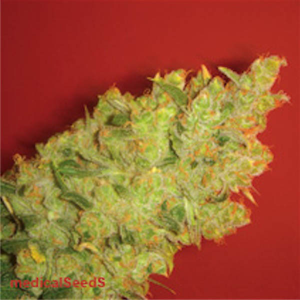 Tres semillas feminizadas Jack La Mota de Medical Seeds