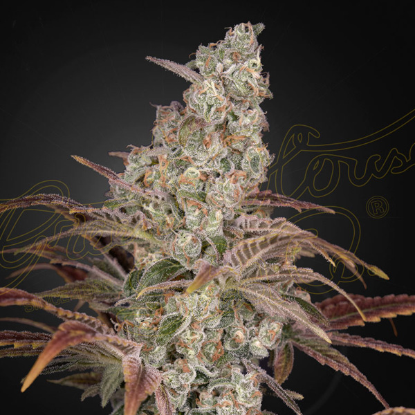 Planta Jacks Dream 1 autofloreciente feminizada de Green House
