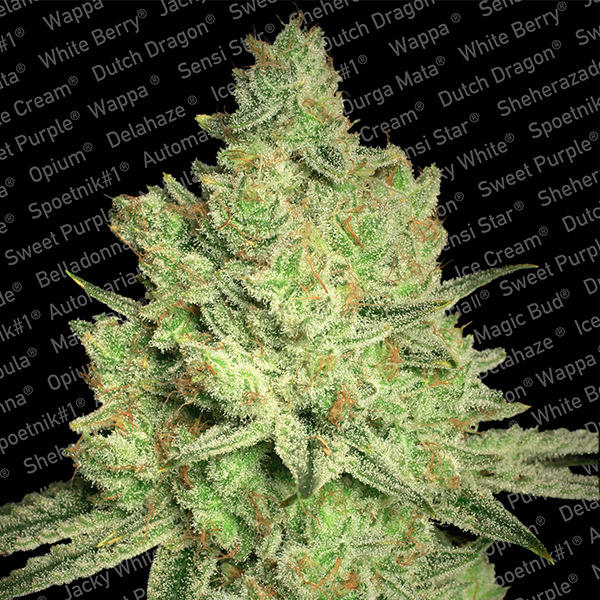 semillas feminizadas Jacky White de Paradise Seeds para cultivo de cannabis